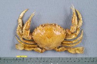 藏品(細點圓趾蟹)的圖片